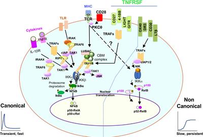 NFκB signaling in T cell memory